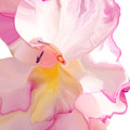 Fluid Gladioli
