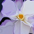 Fluid Water Lily