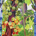 Jamiacan Fruit