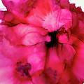 Pink Dream