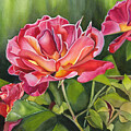 Woodland Rose